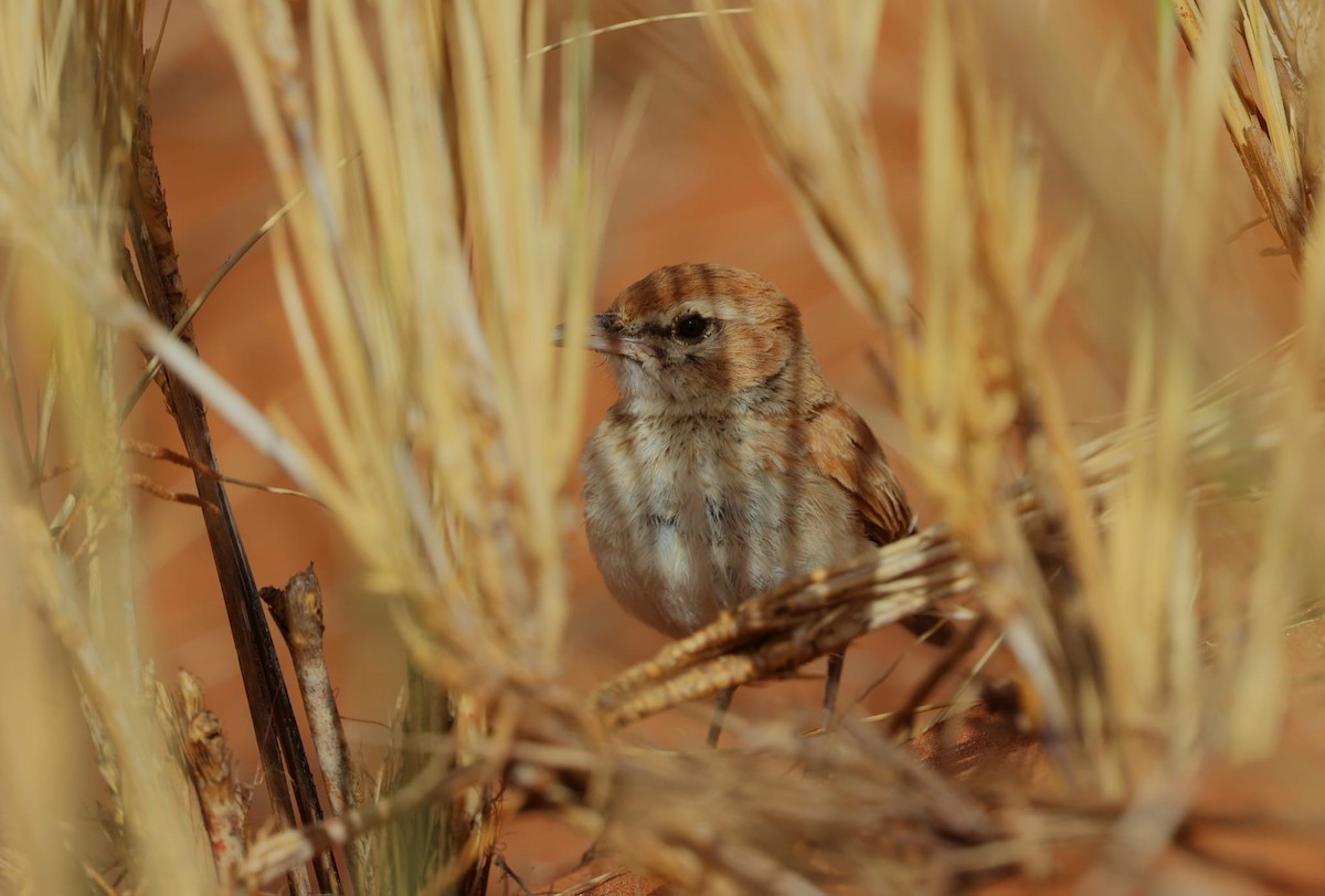 Dune Lark - ML640997617