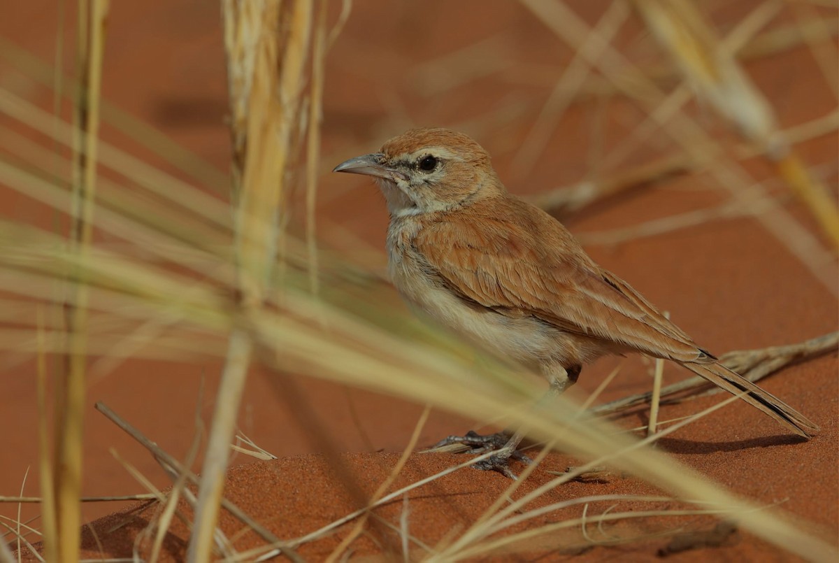 Dune Lark - ML640997618