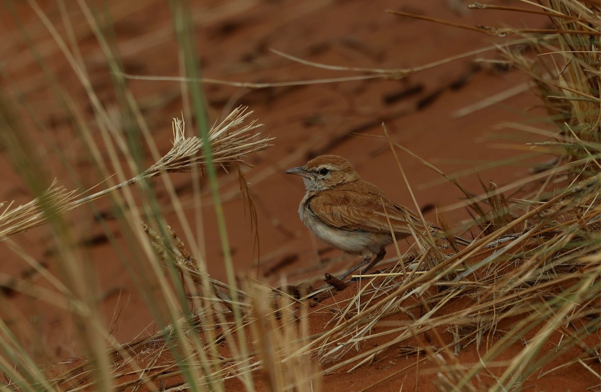 Dune Lark - ML640997619