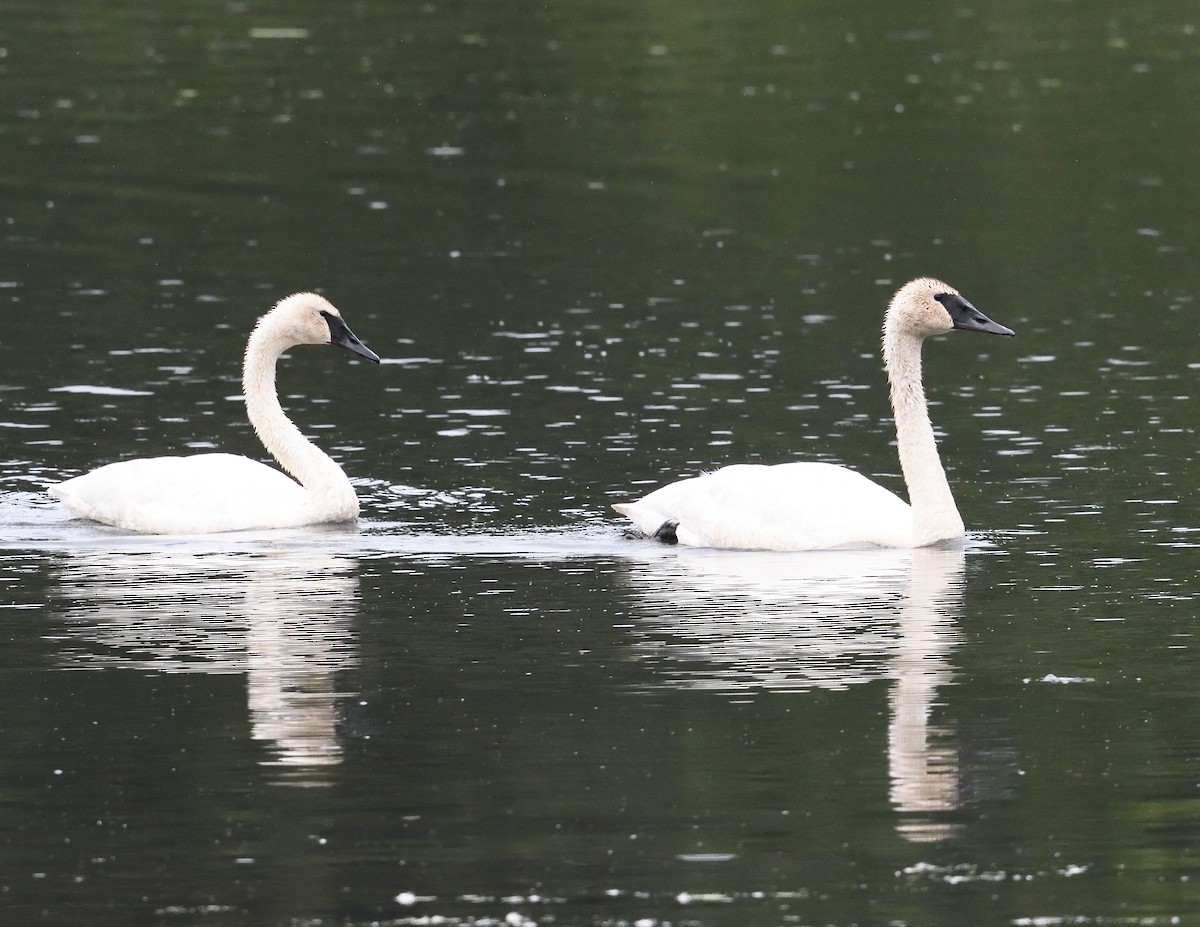 Trumpeter Swan - ML640997623