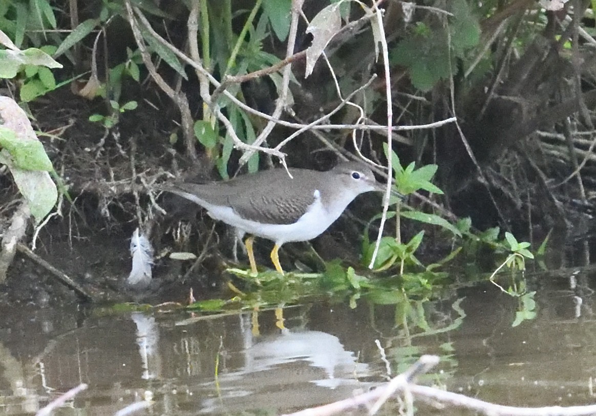 Spotted Sandpiper - ML640997628