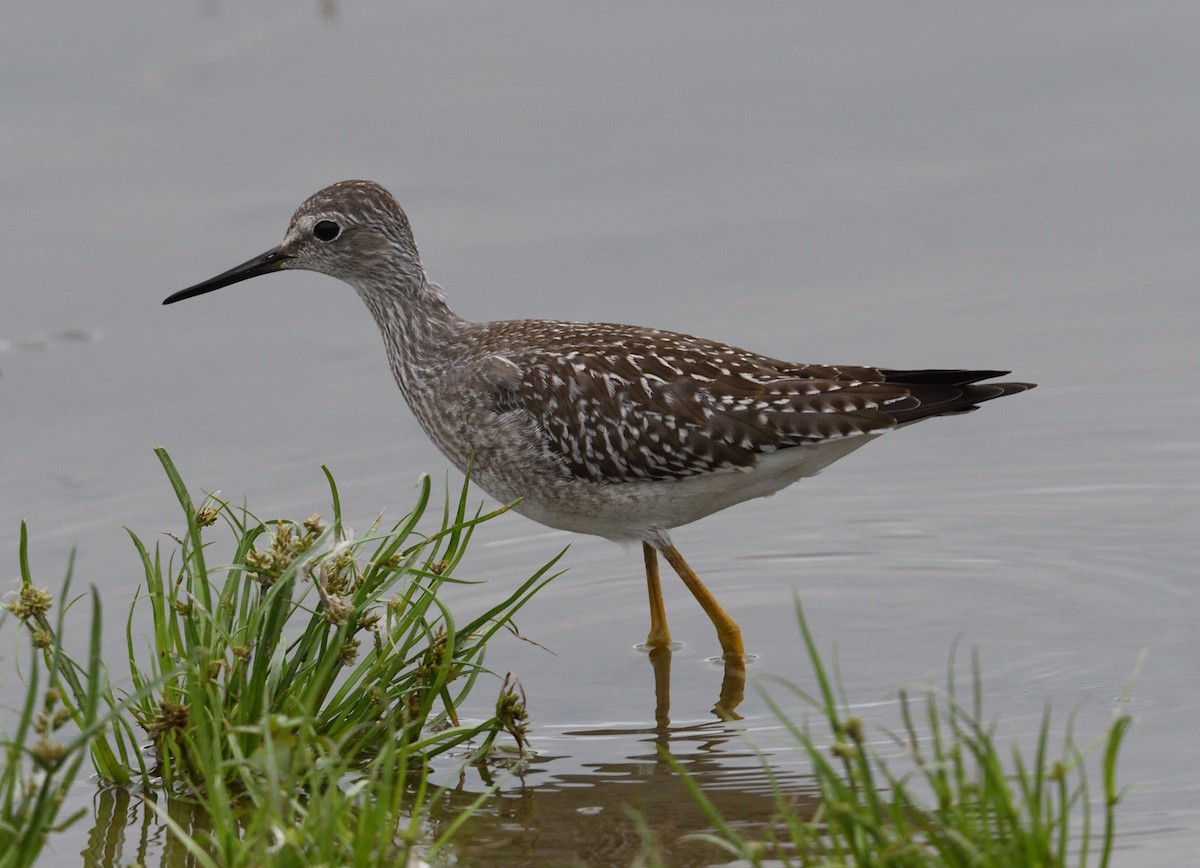 Lesser Yellowlegs - ML640997631