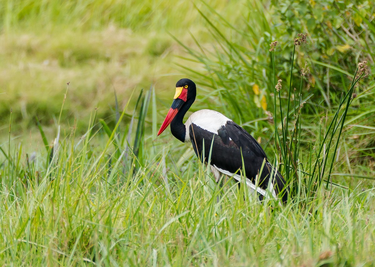 Saddle-billed Stork - ML640997646