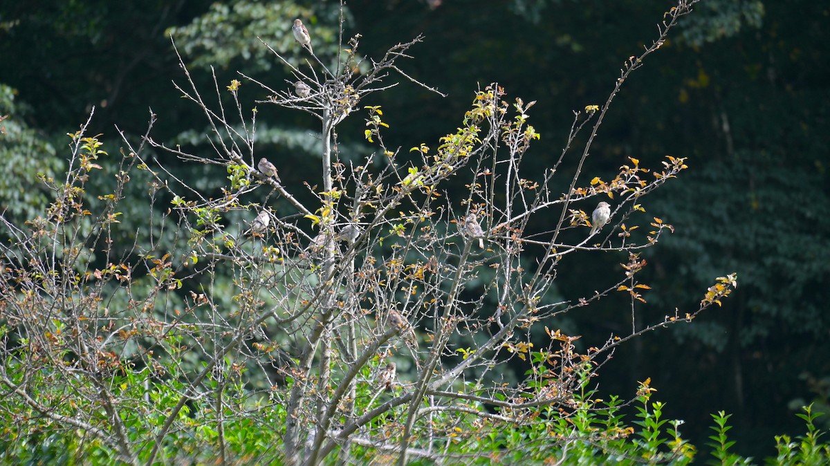 Italian Sparrow - ML640997673