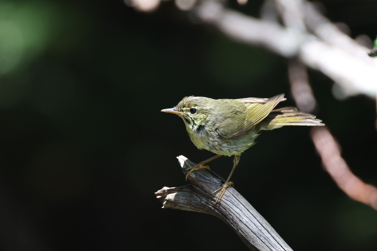 Txio japoniarra - ML640997678