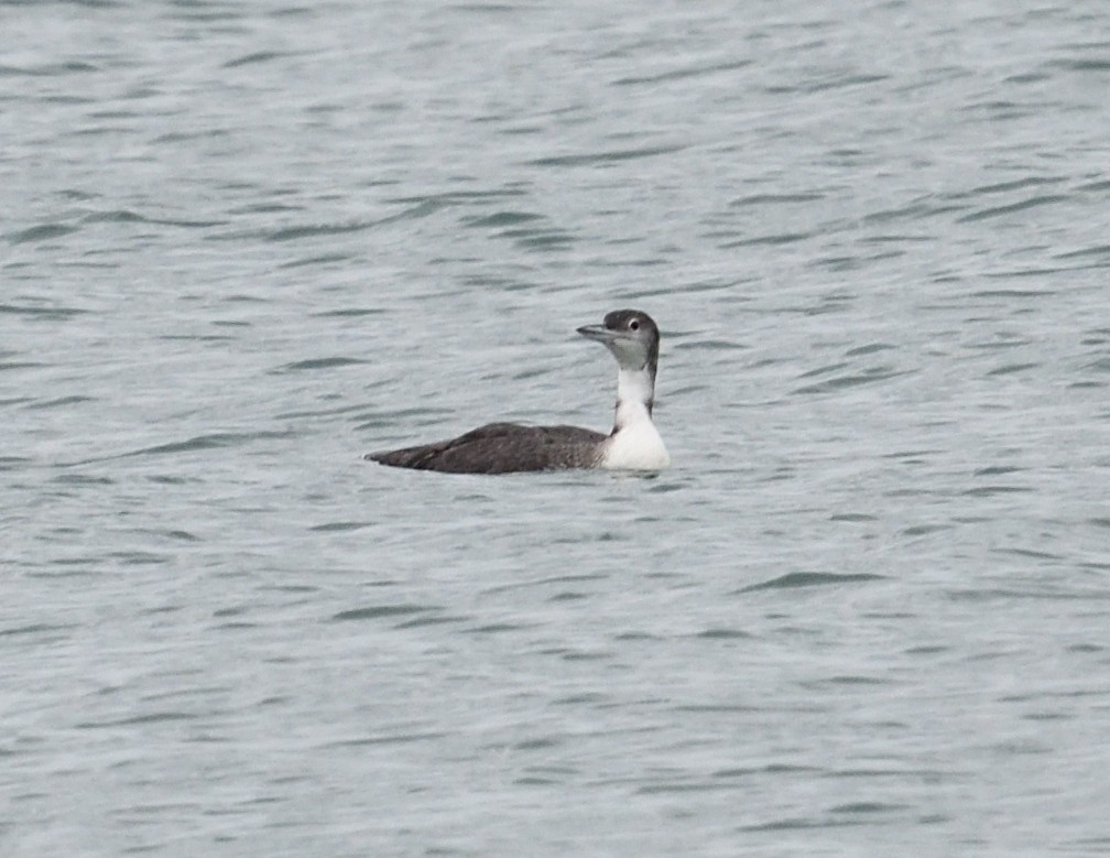 Common Loon - ML640997688