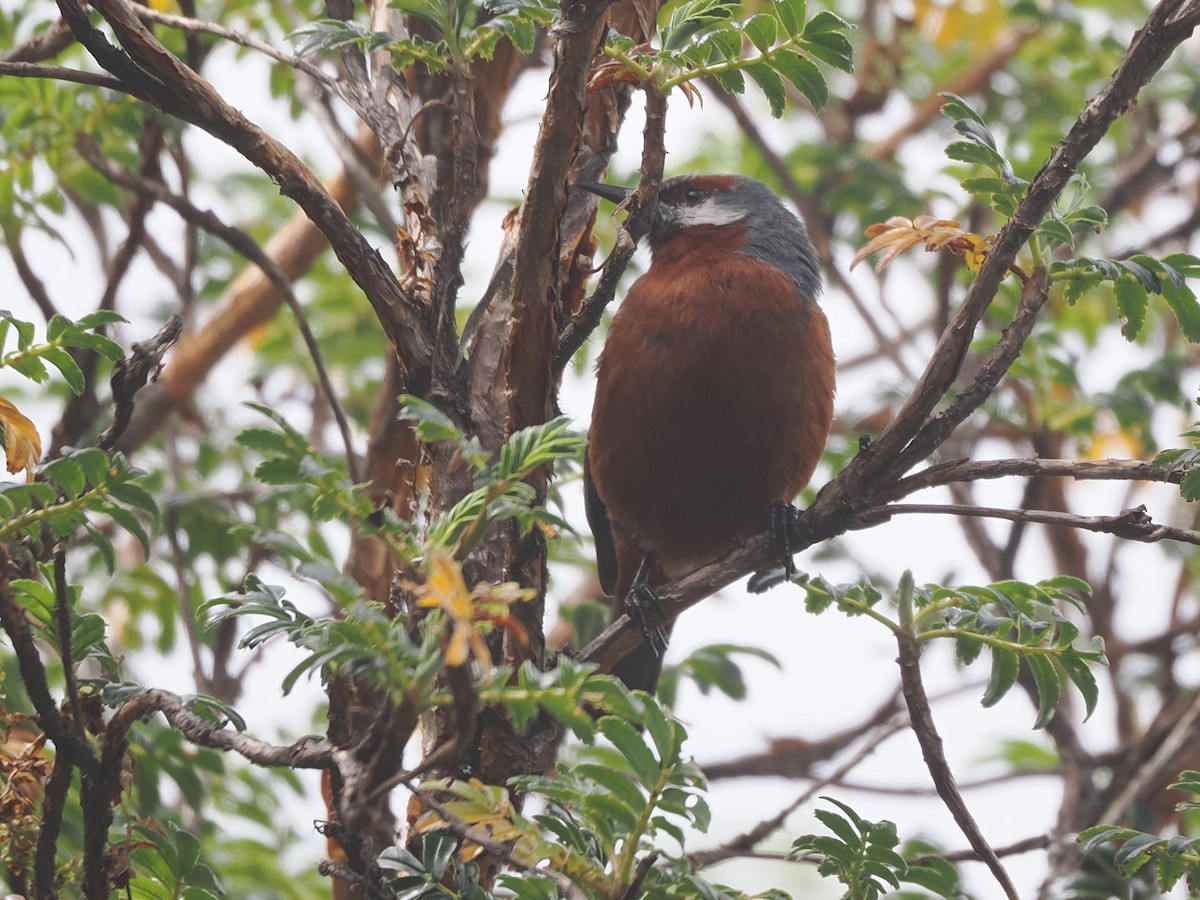 Giant Conebill - ML640997698