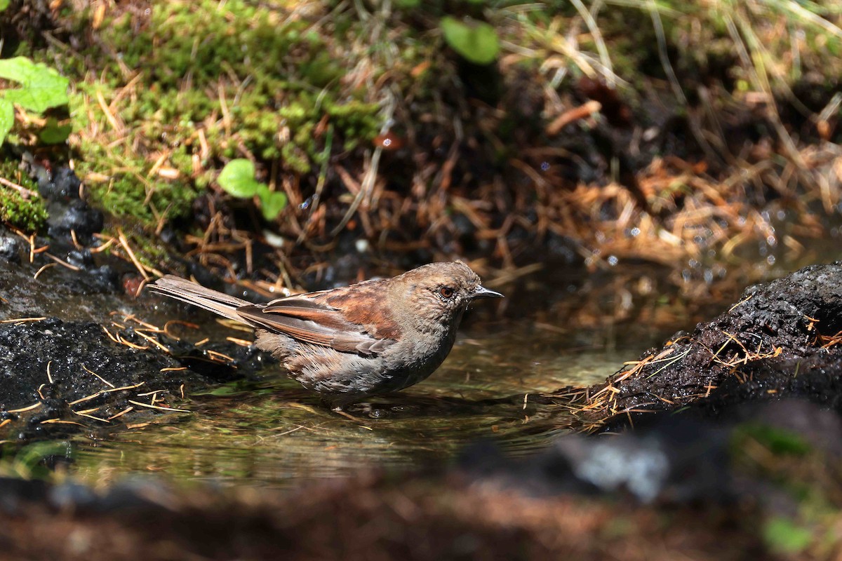 Japanese Accentor - ML640997703