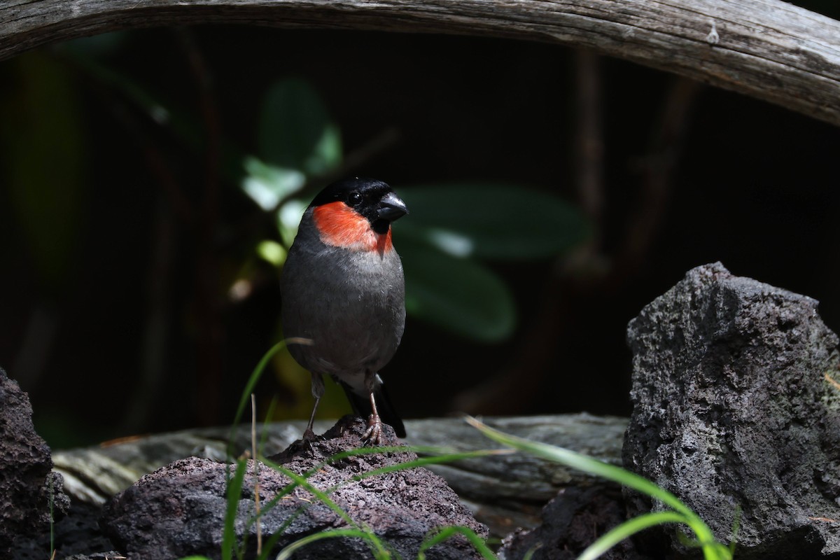 Eurasian Bullfinch (Baikal) - ML640997709
