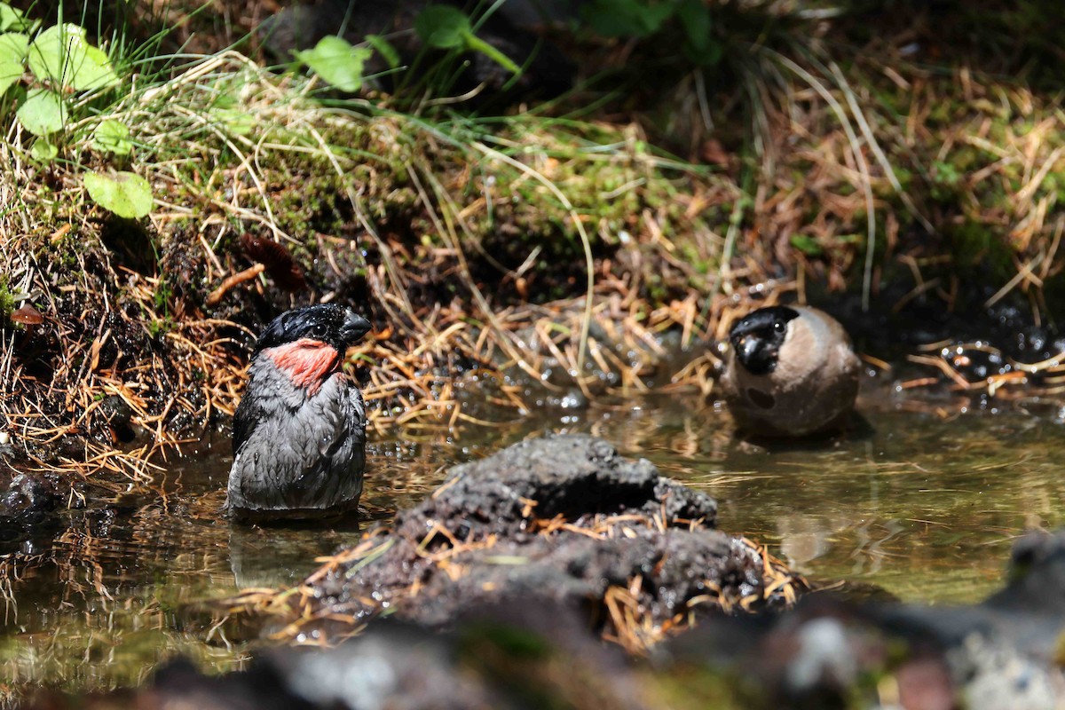 Eurasian Bullfinch (Baikal) - ML640997713