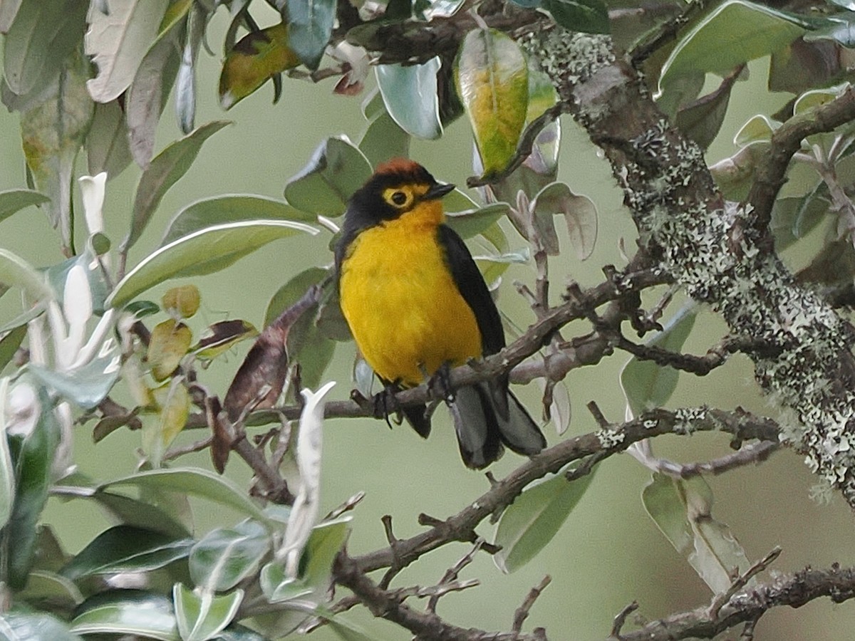 Spectacled Redstart - ML640997717
