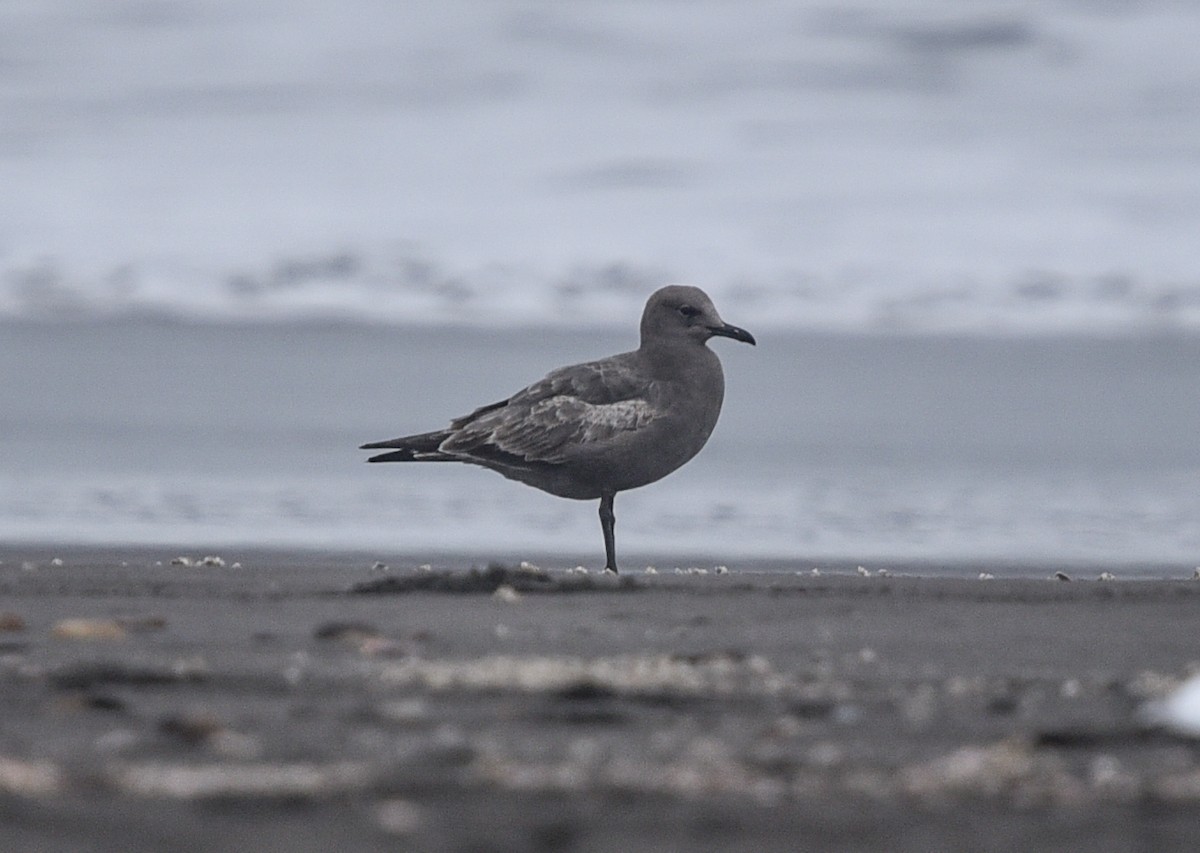 Gray Gull - ML640997729