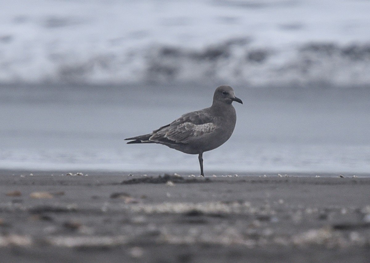 Gray Gull - ML640997730