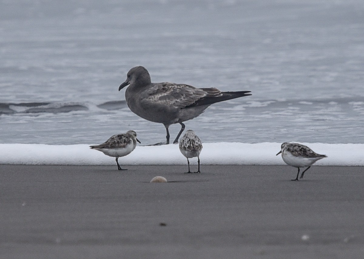 Gray Gull - ML640997731