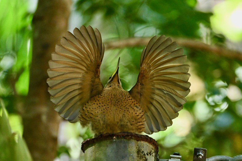 Victoria's Riflebird - ML640997737