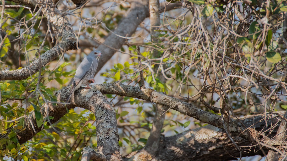 Lizard Buzzard - ML640997755