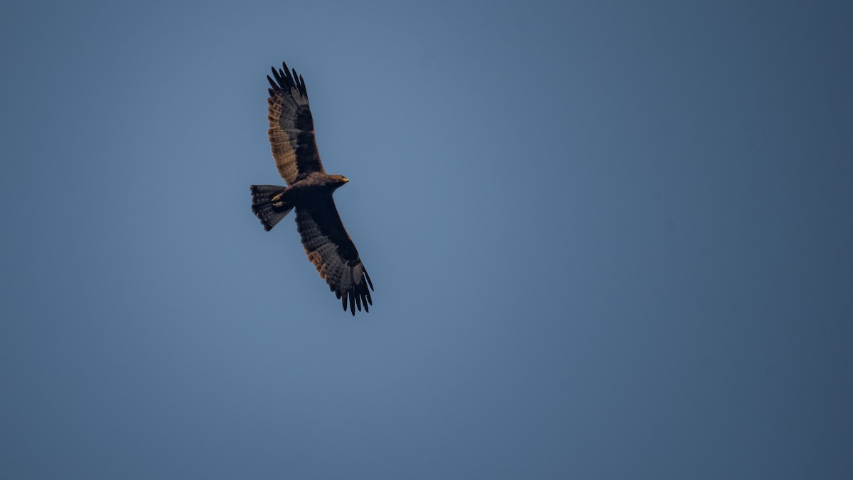 Wahlberg's Eagle - ML640997779