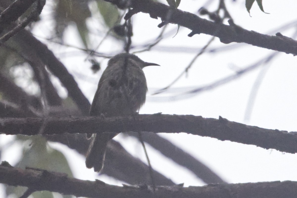 Brown Honeyeater - ML640997792