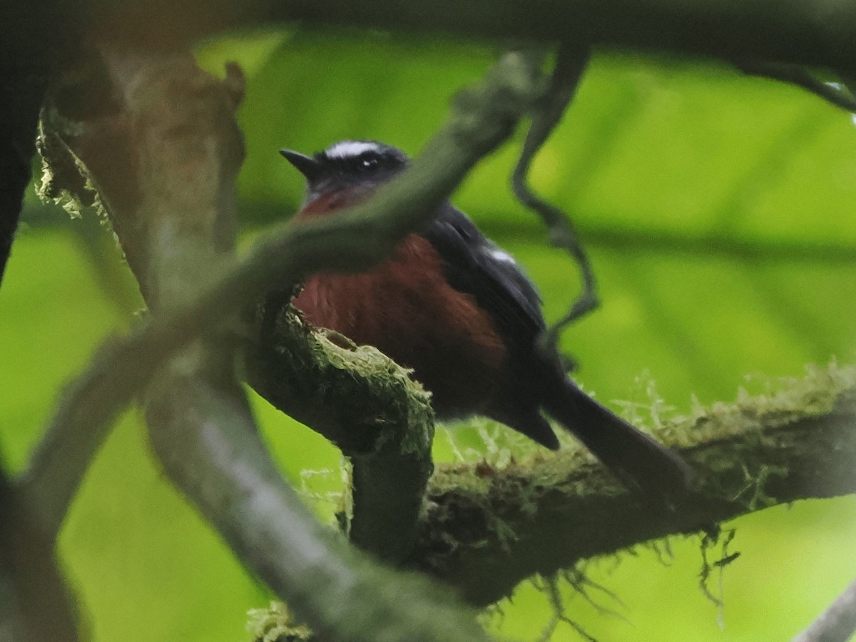 Chestnut-bellied Chat-Tyrant - ML640997797