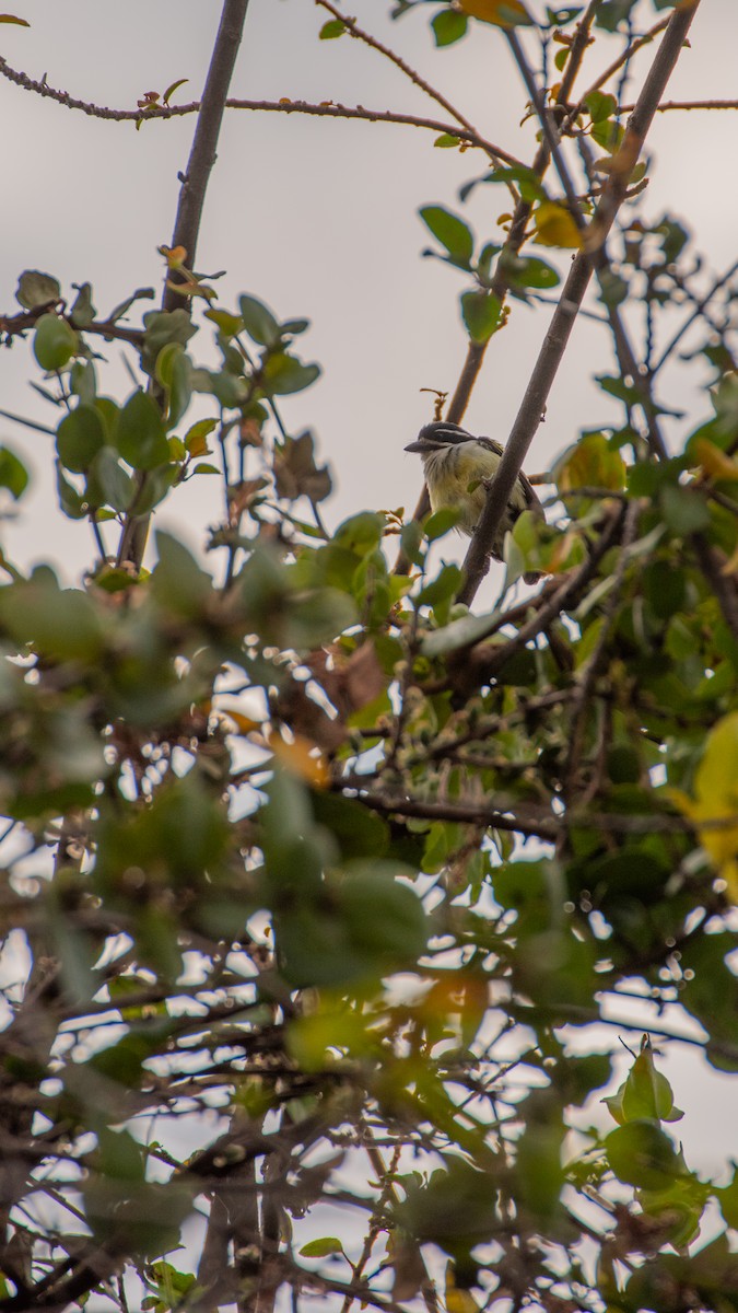 Yellow-rumped Tinkerbird - ML640997805
