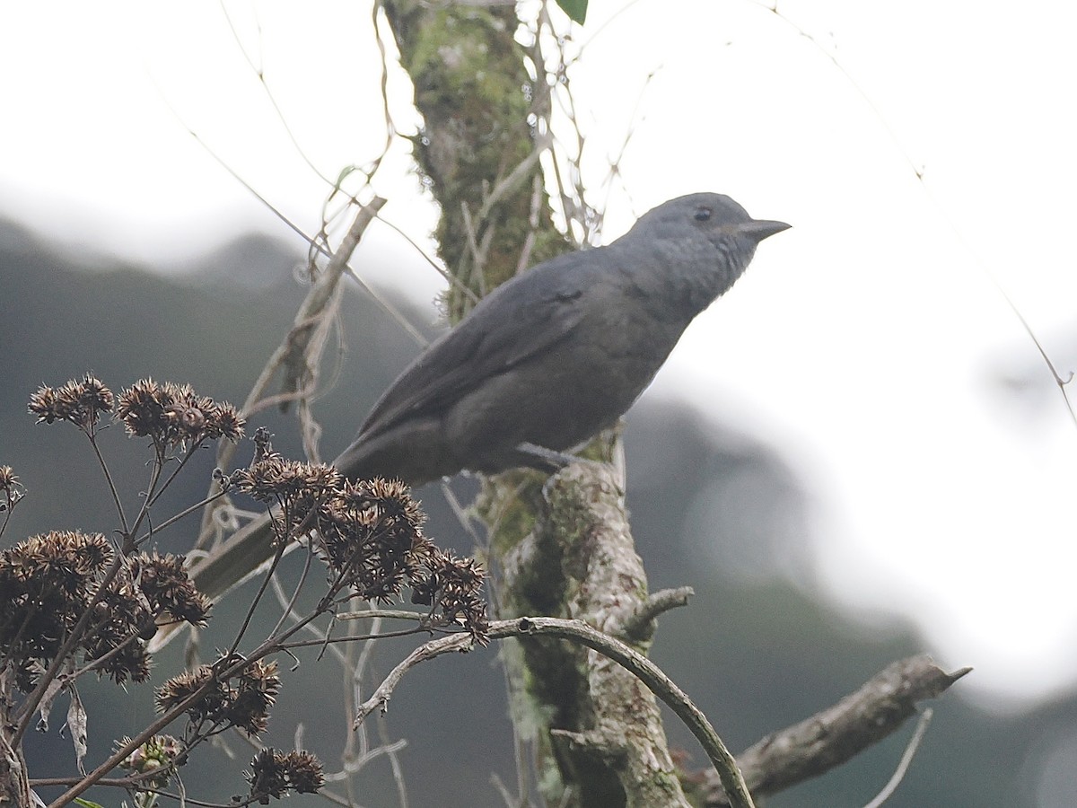Dusky Piha - ML640997808