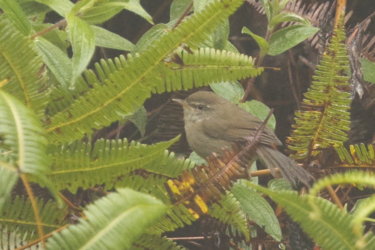 Aberrant Bush Warbler (Sunda) - ML640997810