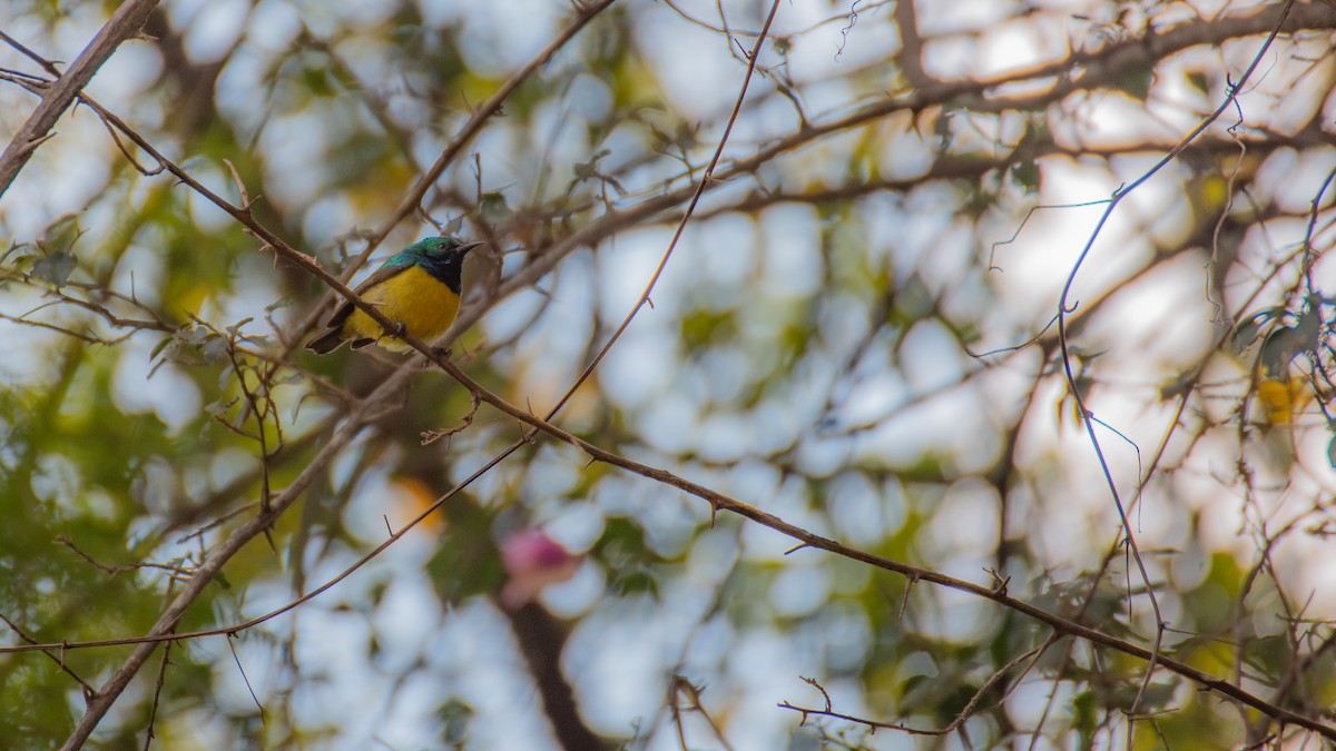 Collared Sunbird - ML640997821