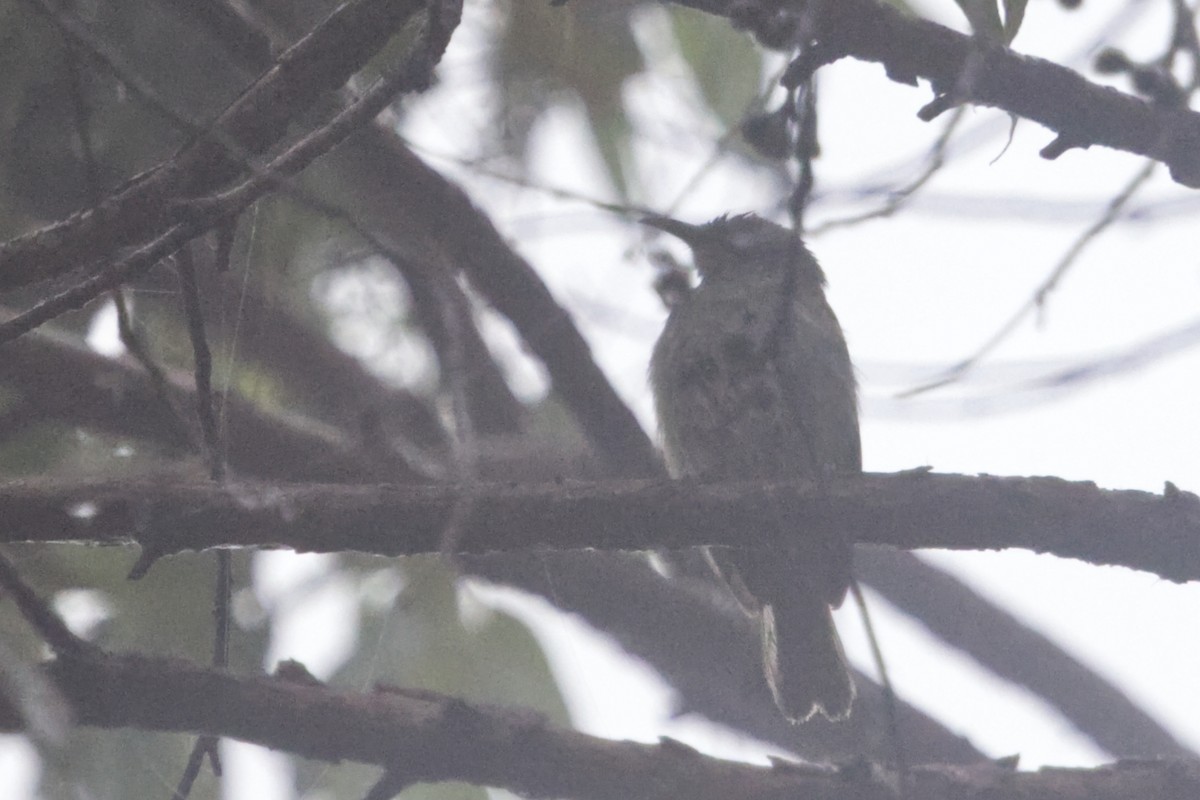 Brown Honeyeater - ML640997822