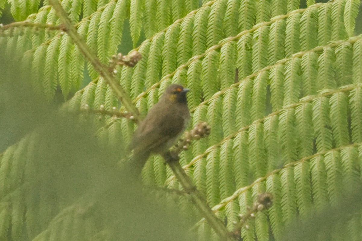 Orange-spotted Bulbul - ML640997830