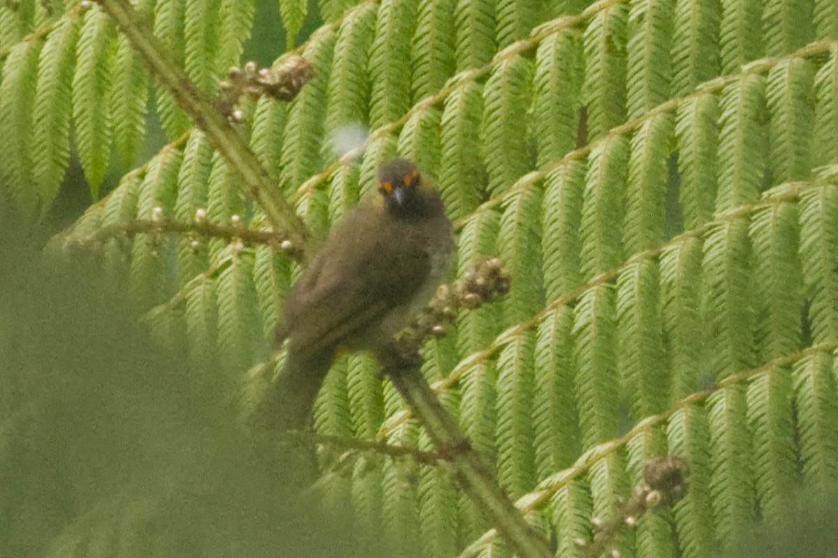 Orange-spotted Bulbul - ML640997836