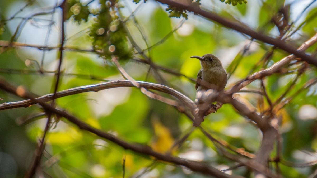Olive Sunbird - ML640997839