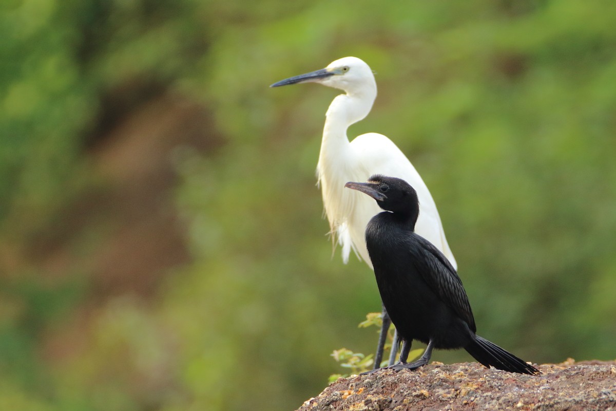 kormorán menší - ML640997849