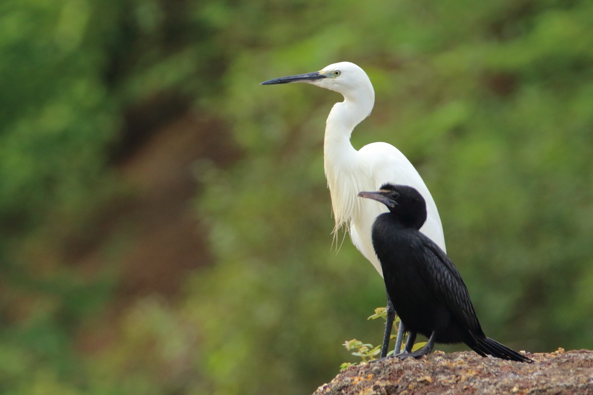 volavka stříbřitá - ML640997851