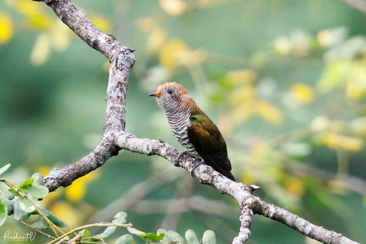 Asian Emerald Cuckoo - ML640997862