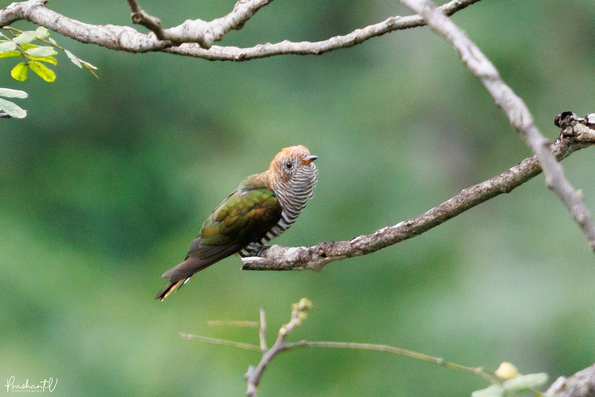 Asian Emerald Cuckoo - ML640997863
