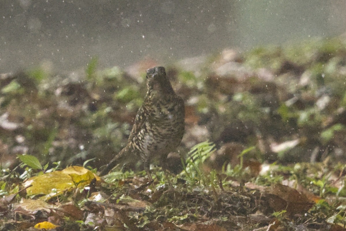 Scaly Thrush (Horsfield's) - ML640997867