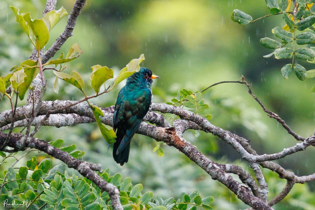 Asian Emerald Cuckoo - ML640997868