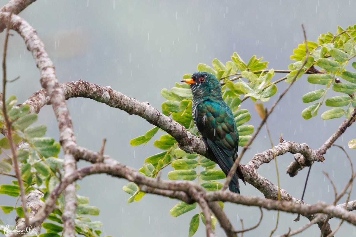 Asian Emerald Cuckoo - ML640997869