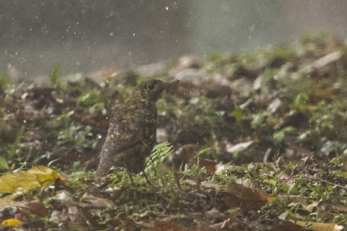 Scaly Thrush (Horsfield's) - ML640997880