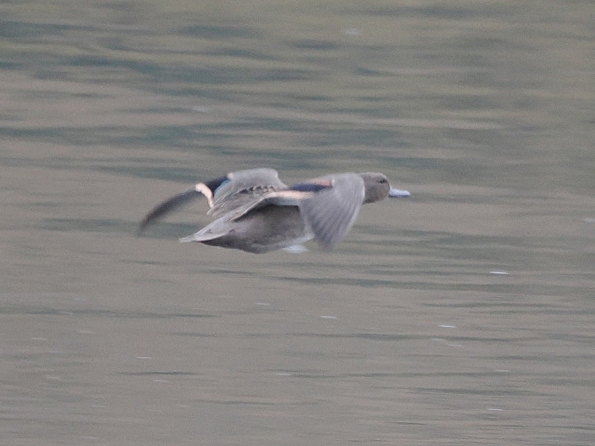 Andean Teal - ML640997921