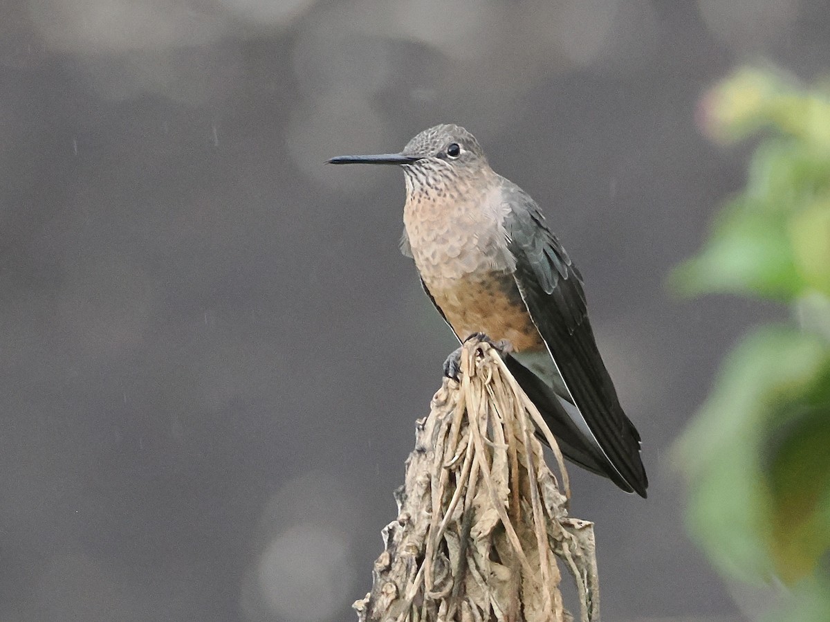 Giant Hummingbird - ML640997941