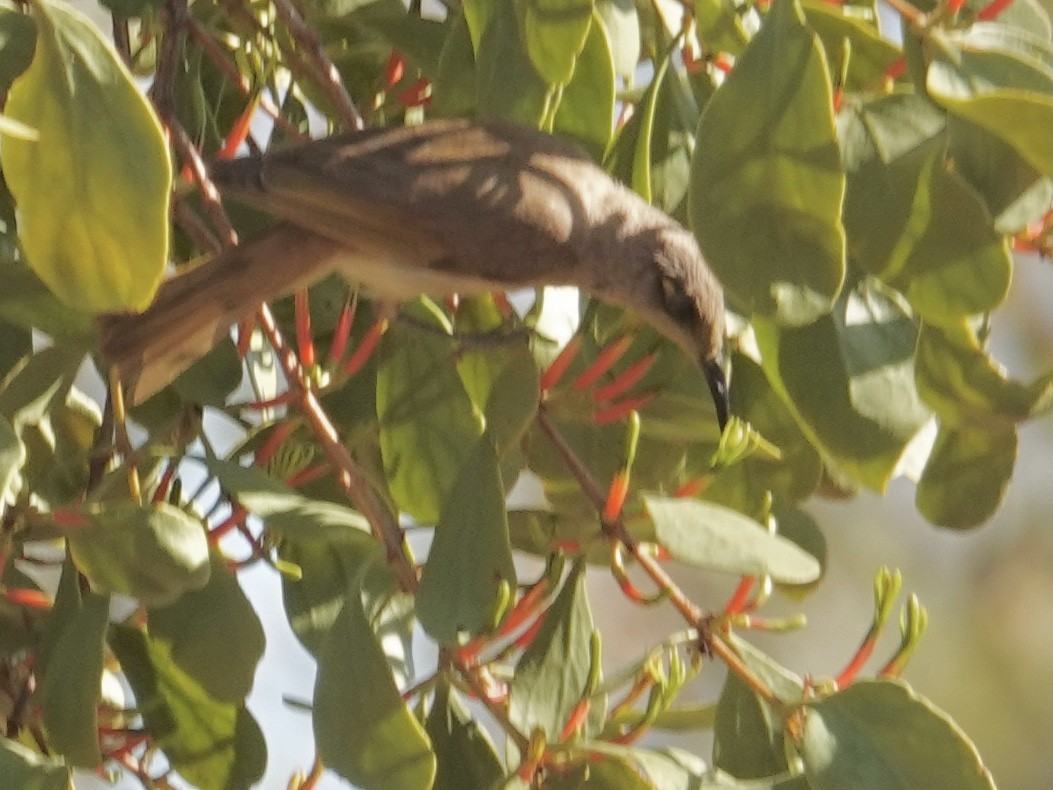 Brown Honeyeater - ML640998008