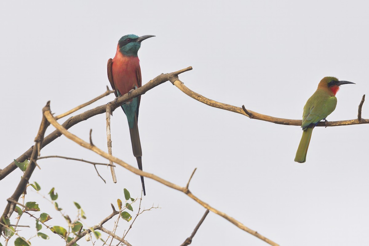 Northern Carmine Bee-eater - ML640998075