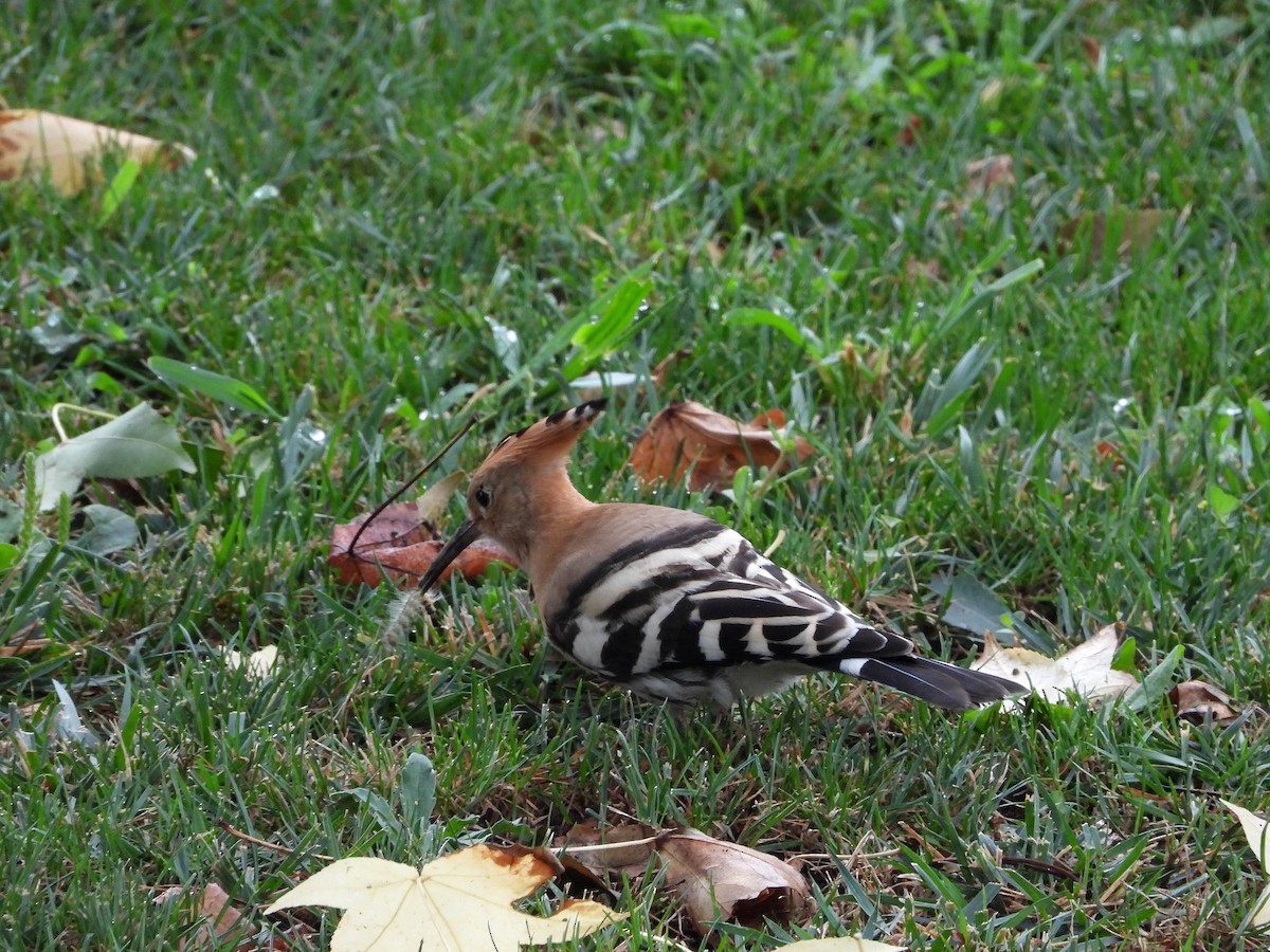 Common Hoopoe - ML640998090