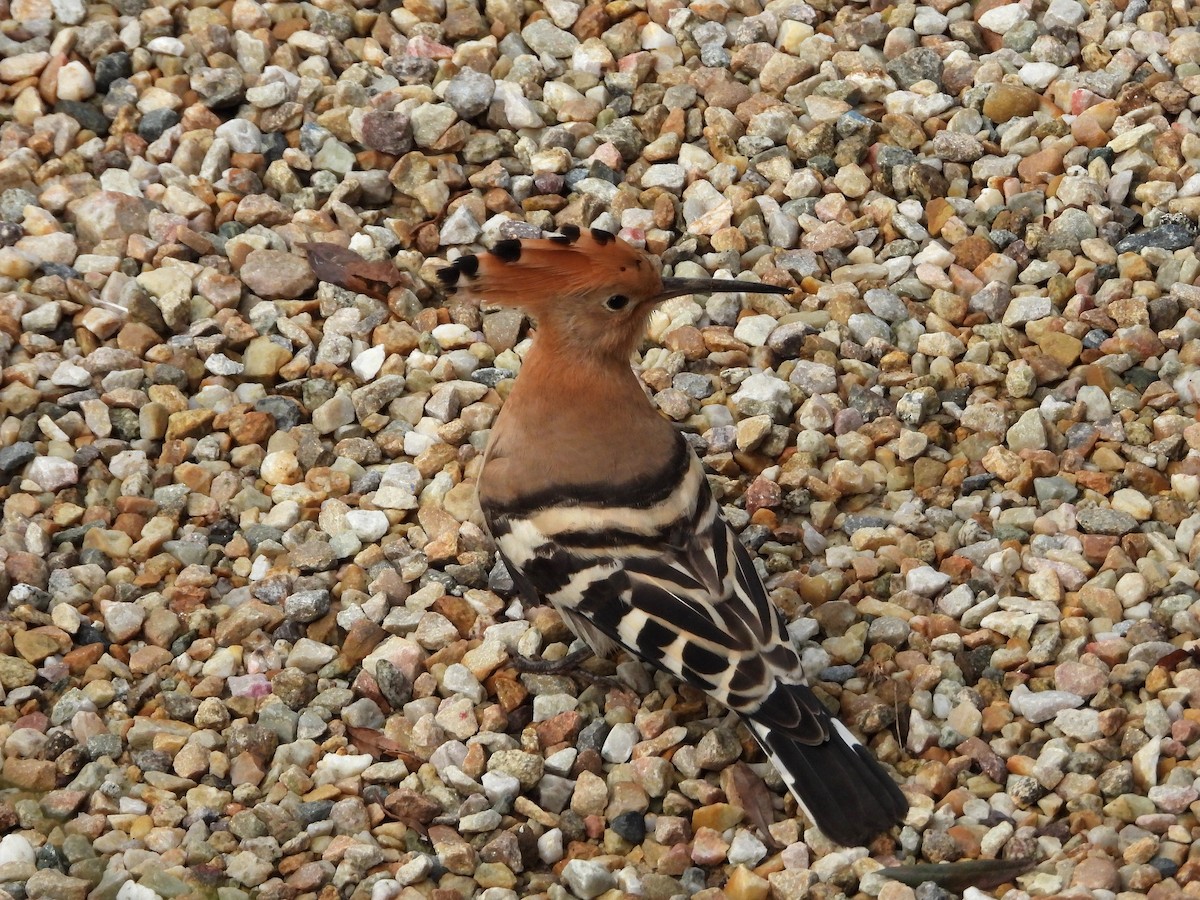 Common Hoopoe - ML640998091