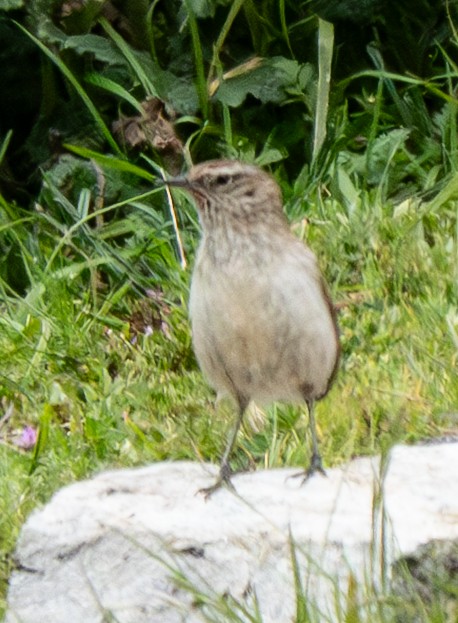 Streak-throated Canastero - ML640998101