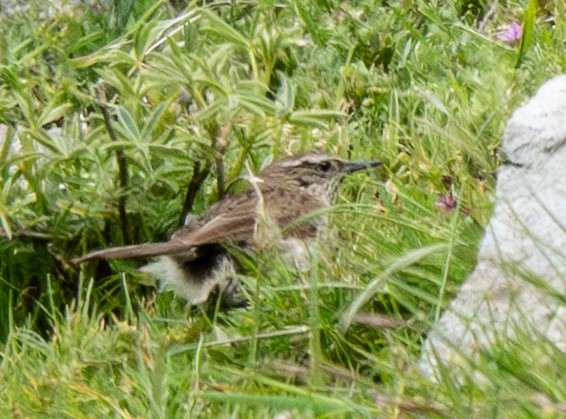 Streak-throated Canastero - ML640998102