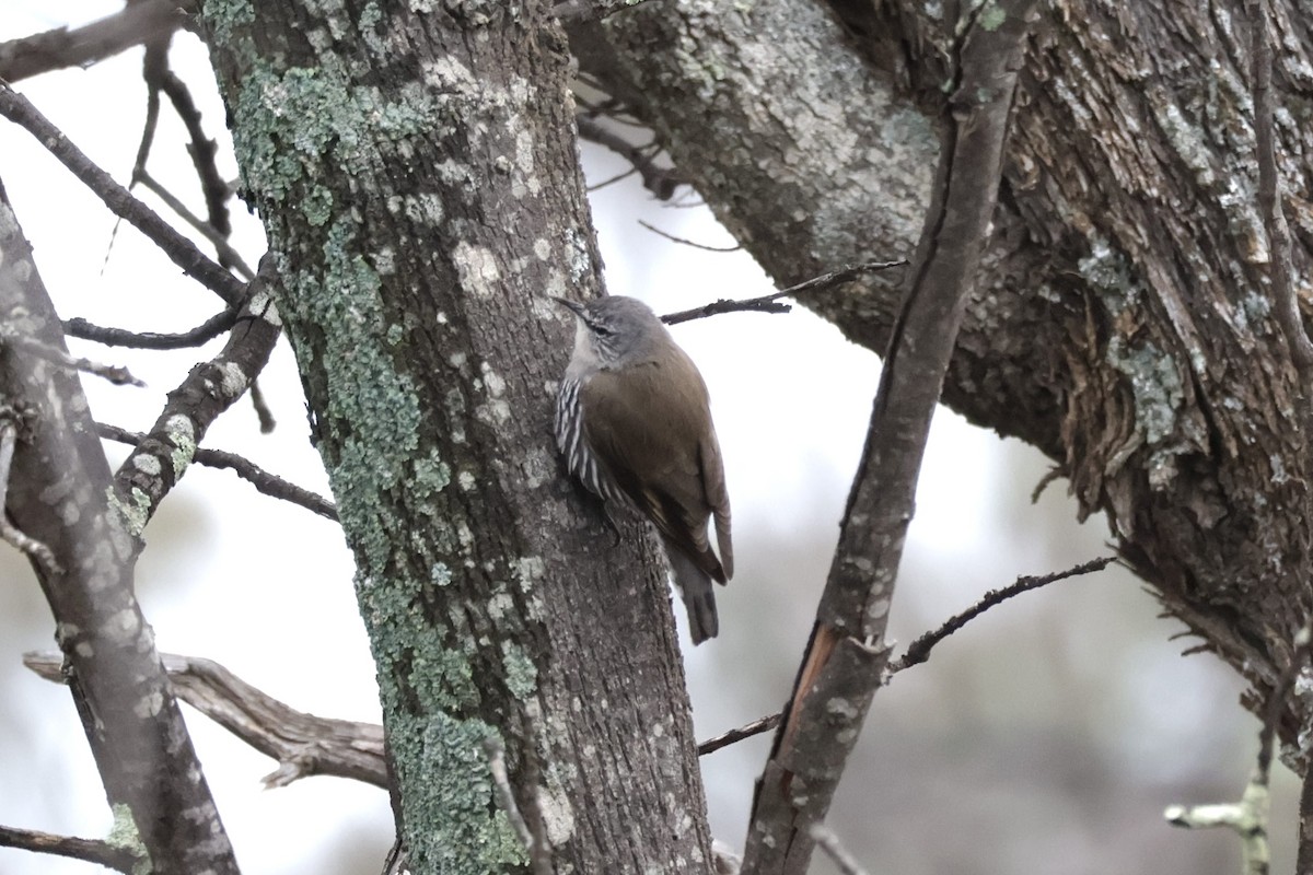 White-browed Treecreeper - ML640998106