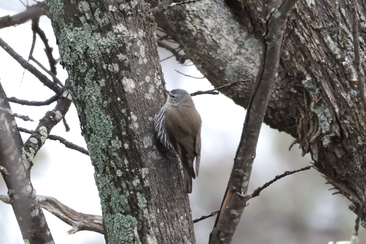 White-browed Treecreeper - ML640998107