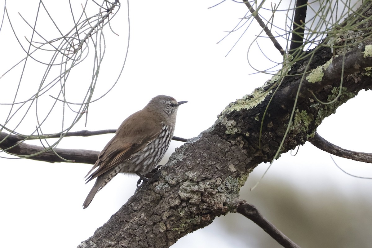 White-browed Treecreeper - ML640998108
